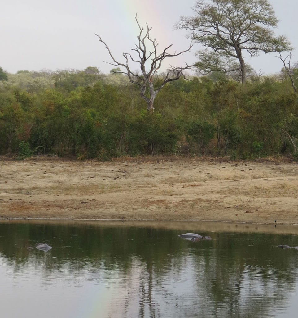 Tranquil water scene with hippos and trees