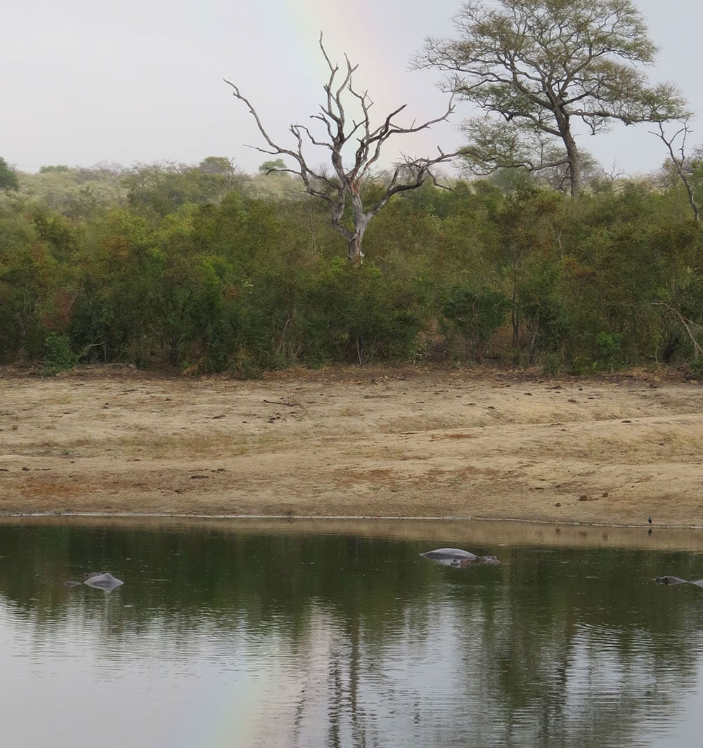 The Savanna Plus Wildlife Safari in the Sabi Sands Never Disappoints ...