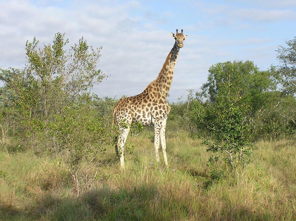 Giraffe standing among shrubs in grassland.