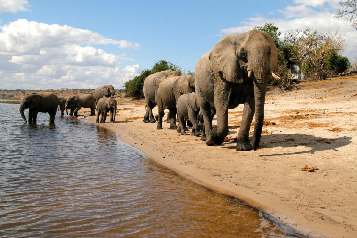 Botswana Safari Destination - Chobe