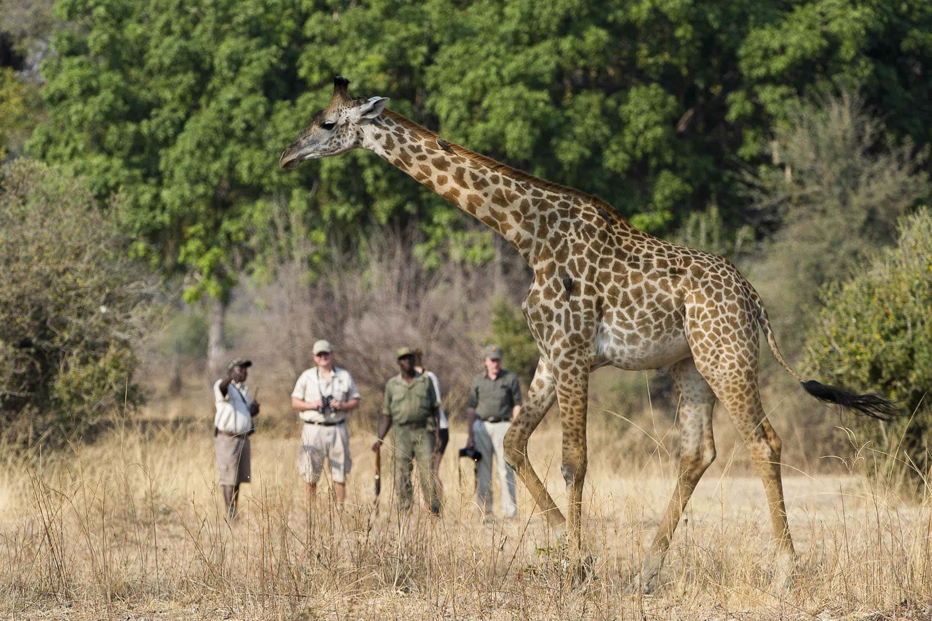 WALKING SAFARI ALTERNATIVE Lion Camp - Zambia