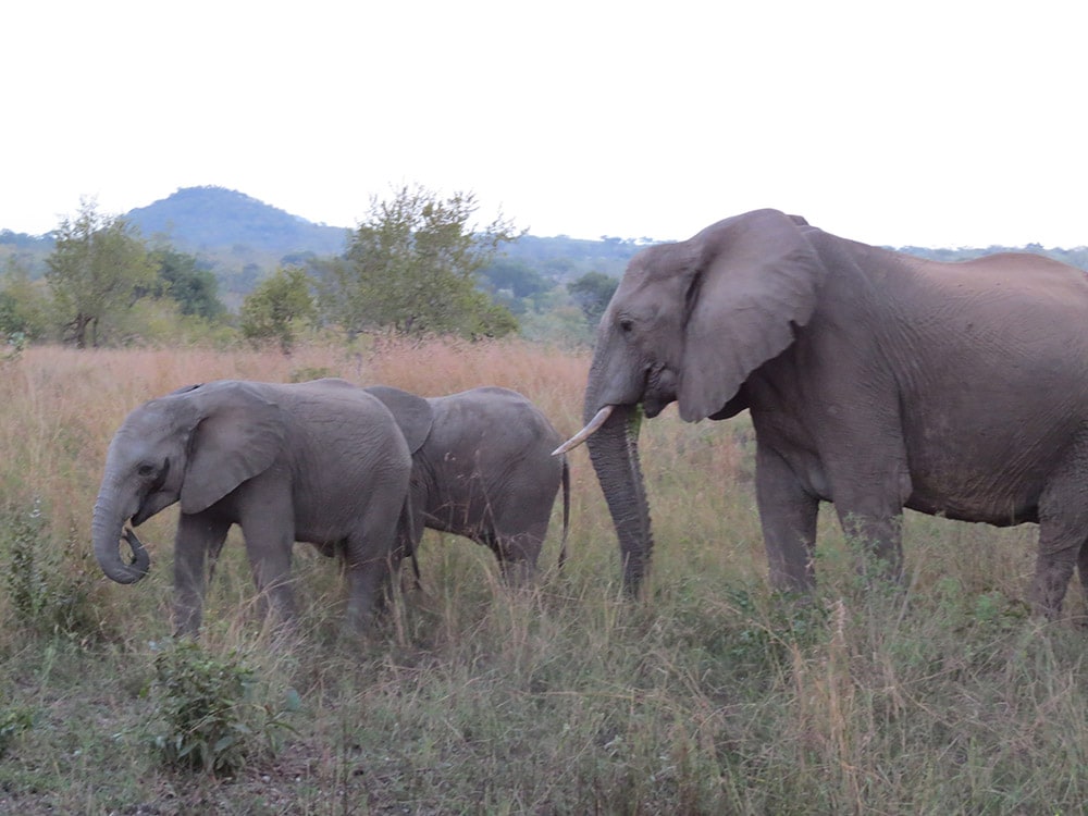 Family of elephants in a natural landscape