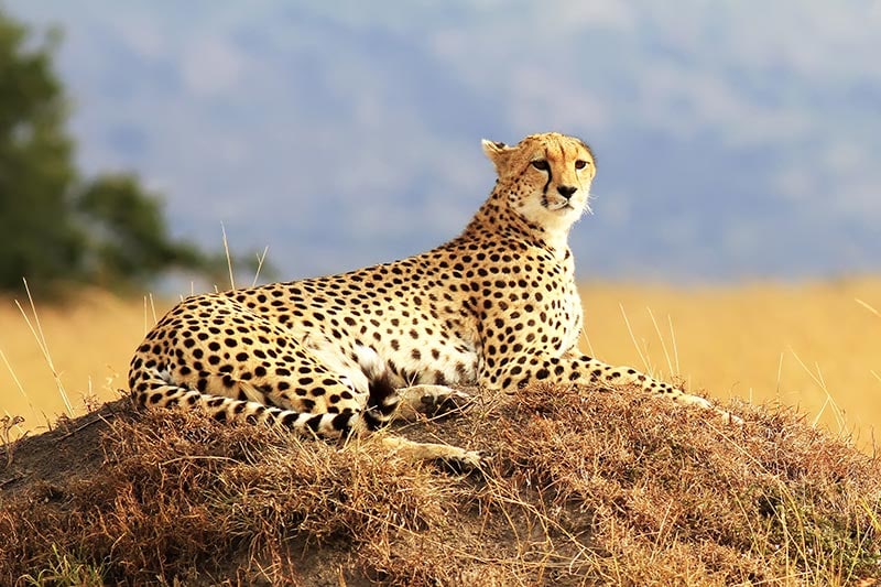 Cheetah resting on a grassy mound.
