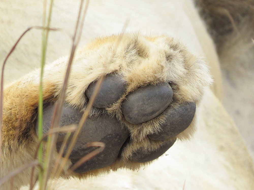 Close-up of a lion's paw resting on grass.