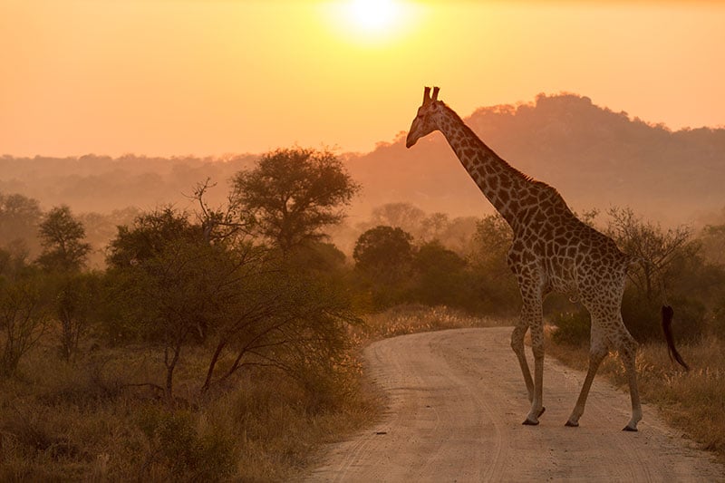 Giraffe walking along a dusty road at sunset.