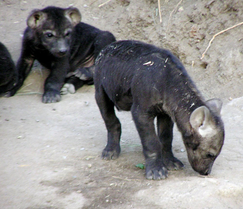 Two playful hyena cubs exploring their surroundings.