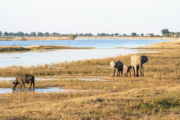 Elephants by the river in a grassy landscape.