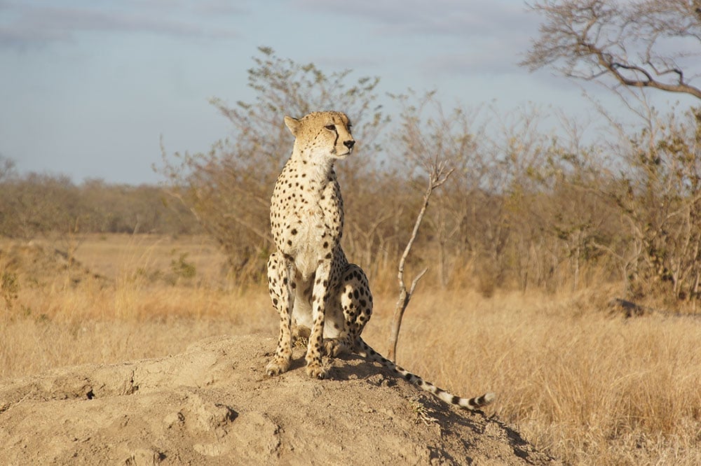 Cheetah sitting on a mound in the savannah