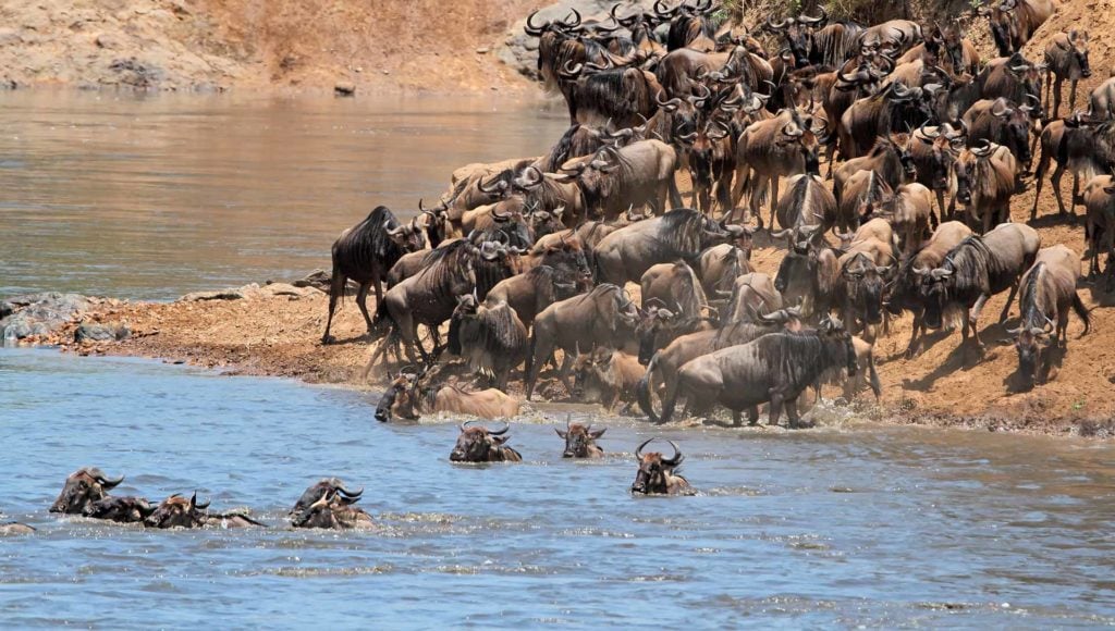 Wildebeest crossing a river in herds.