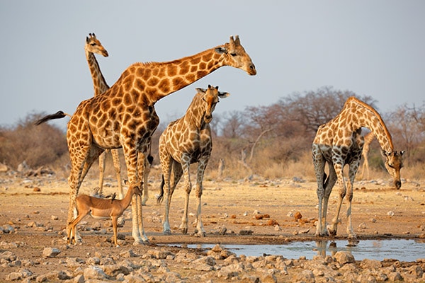 Group of giraffes and an antelope near waterhole