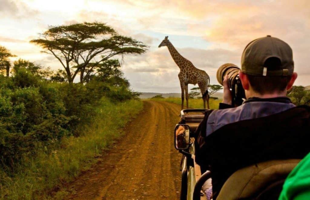 Person photographing giraffe on safari path.