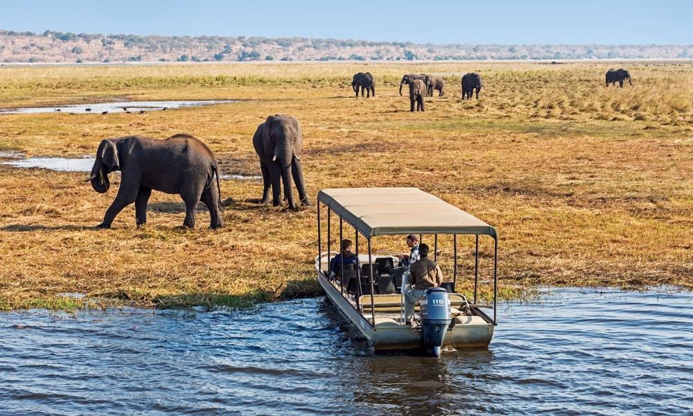 Safari boat near elephants in grassy landscape.