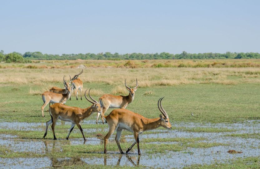 red lewche okavango delta botswana africa tours packages from australia
