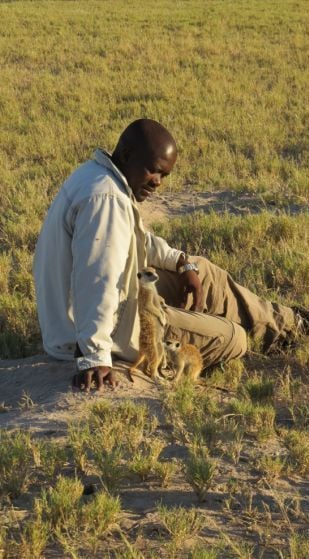 Man interacting with meerkats in grassy field.
