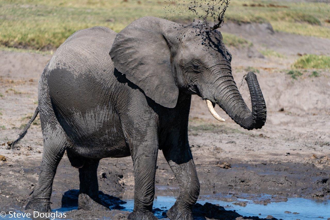 Elephant splashing water Hwange National Park Zimbabwe South Africa