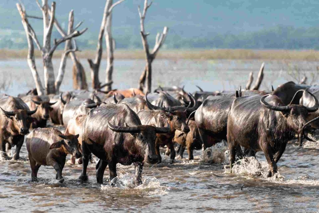 buffalo group river