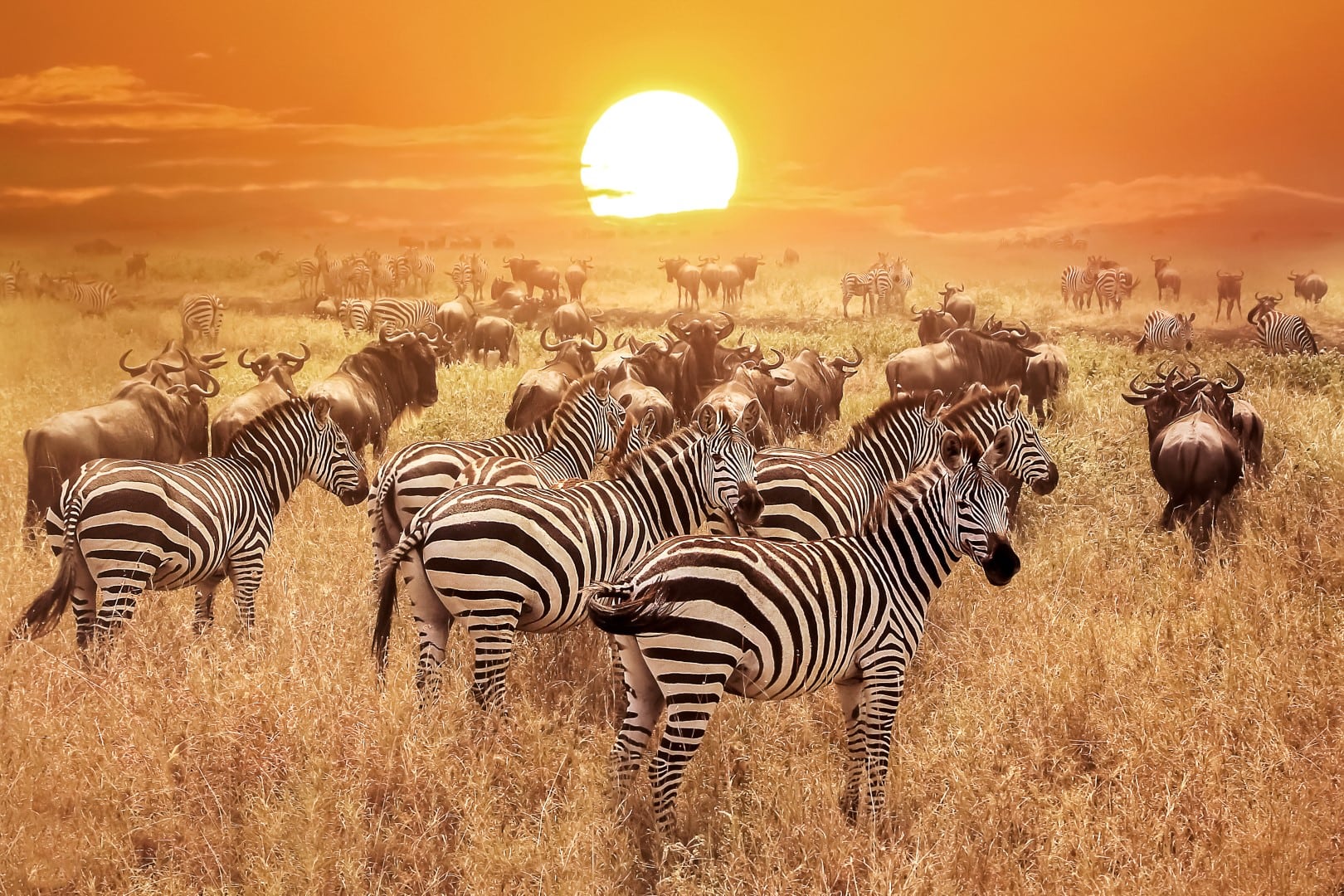 Zebras grazing at sunset in the savanna.