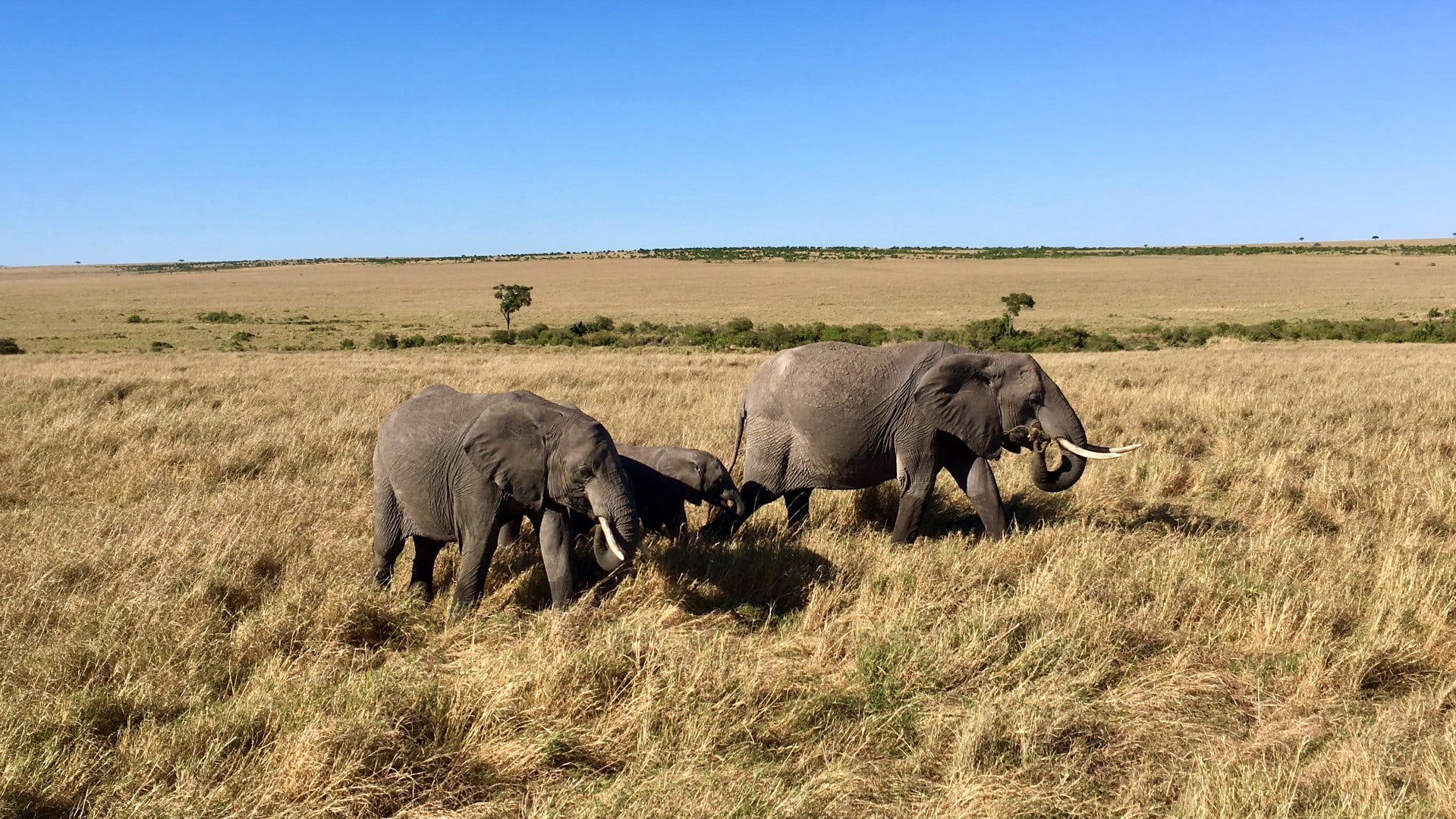 What makes a summer luxury African safari so special