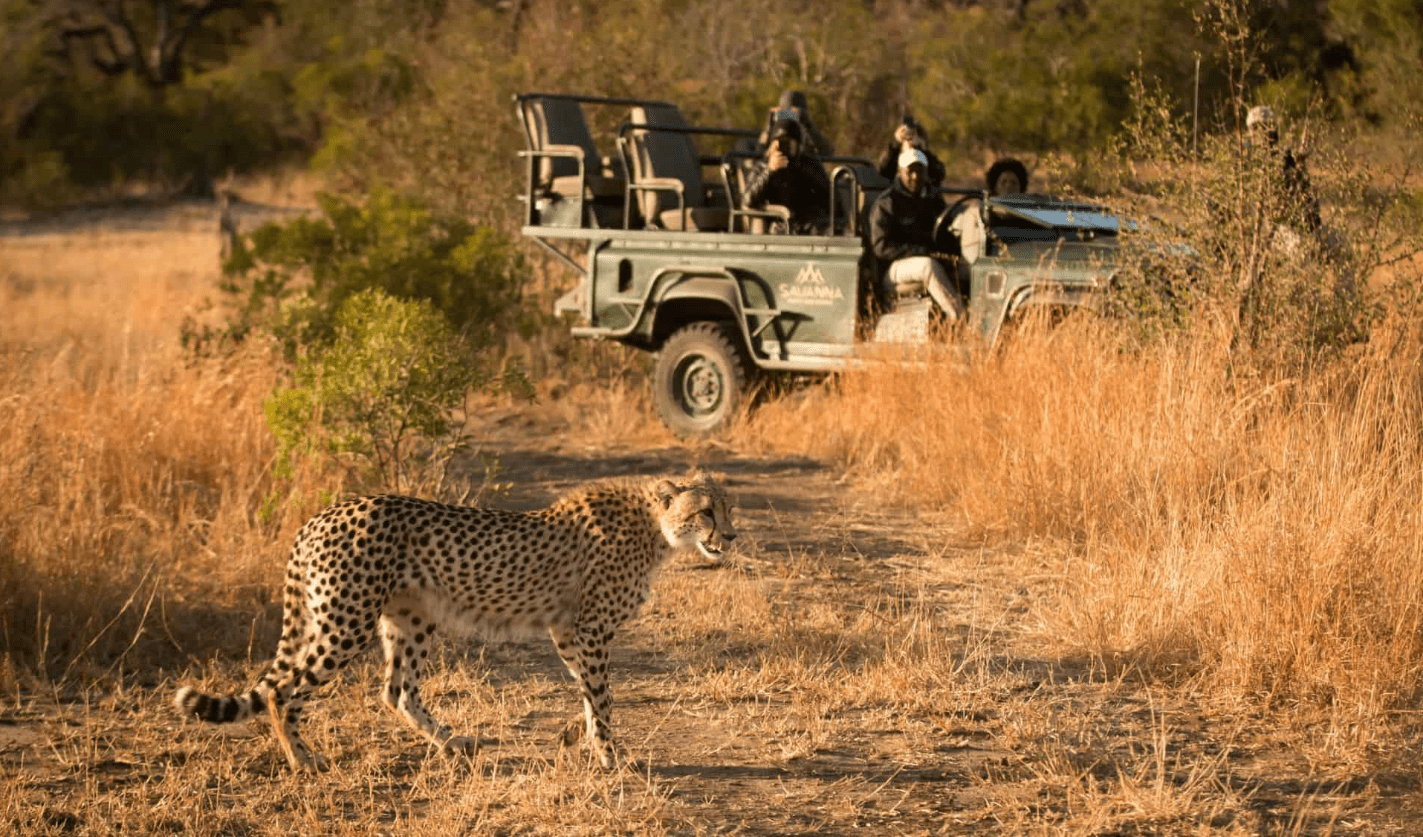 Cheetah walking near a safari vehicle.