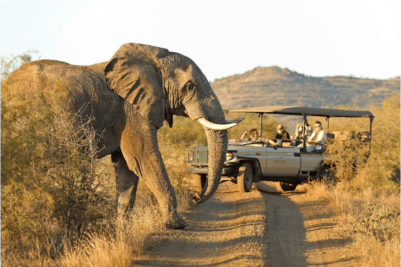 10 reason why you should book your safari holiday to Africa