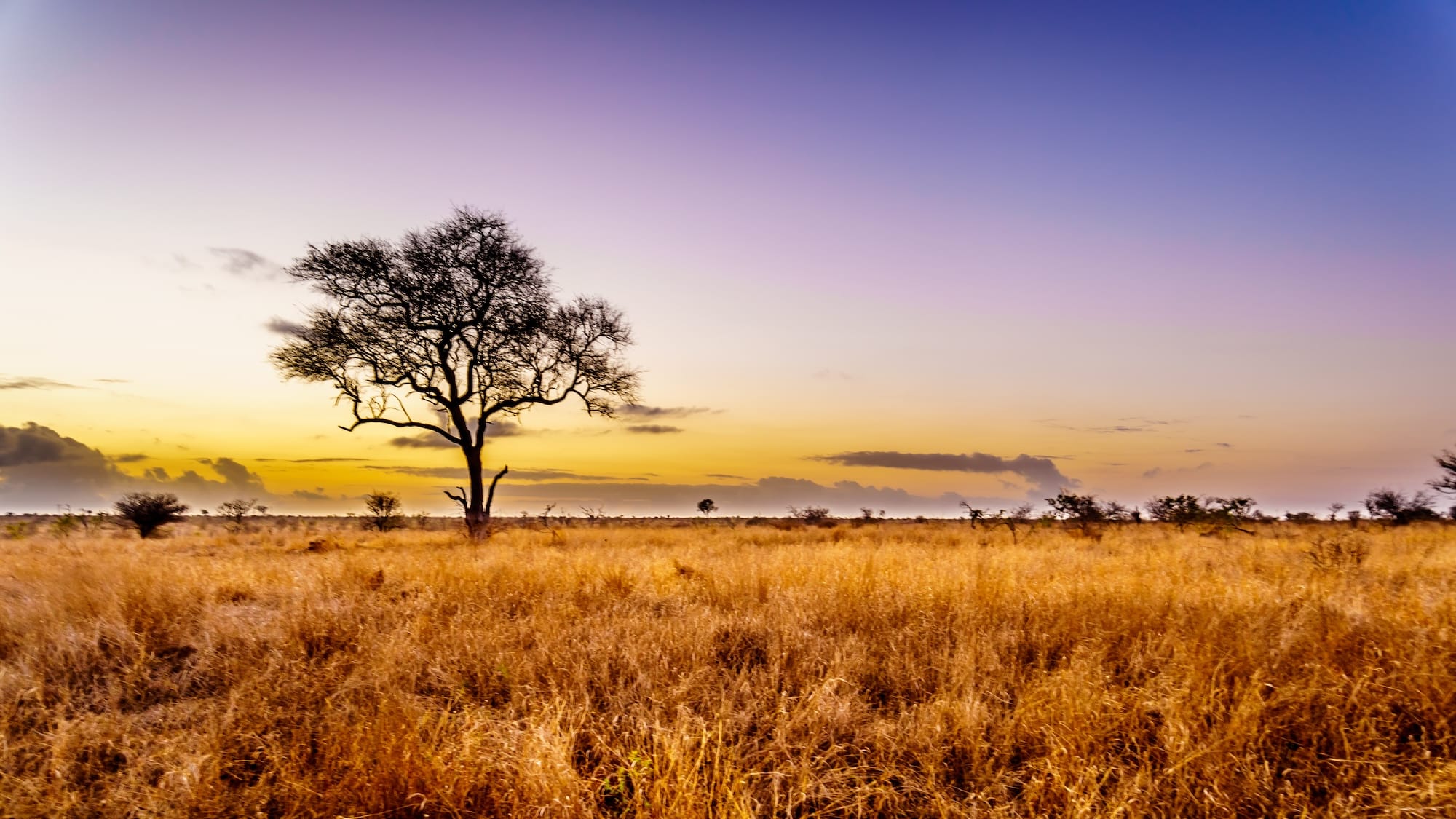 Serene landscape with tree at sunset.