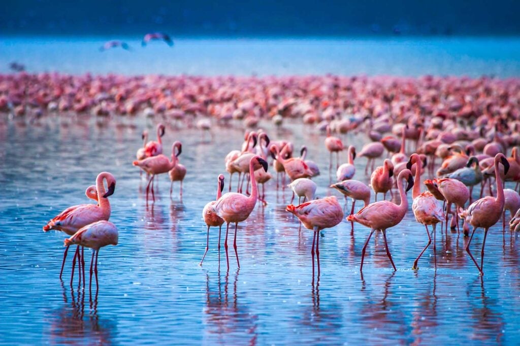 Africa.-Kenya.-Lake-Nakuru.-Flamingo.-Flock-of-flamingos.-The-nature-of-Kenya