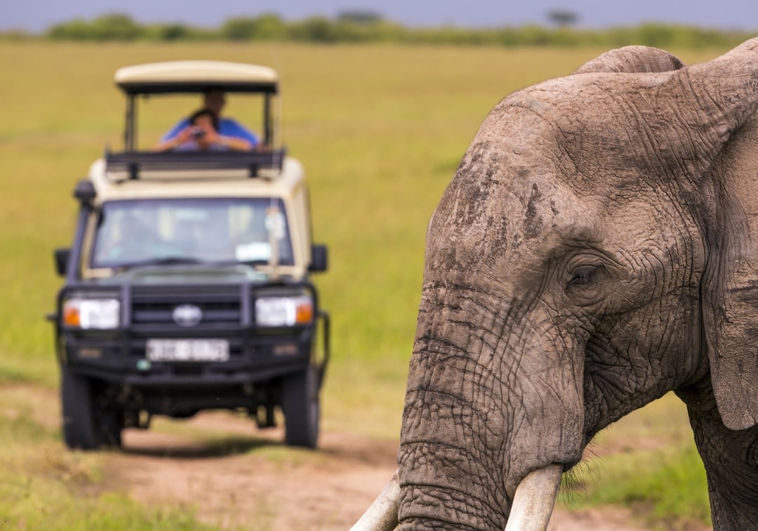 Elephant near a safari vehicle in grassland.