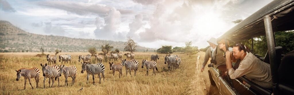 Group-of-young-people-watch-and-photograph-wild-zebras-on-safari-tour-in-national-park-on-Tanzania