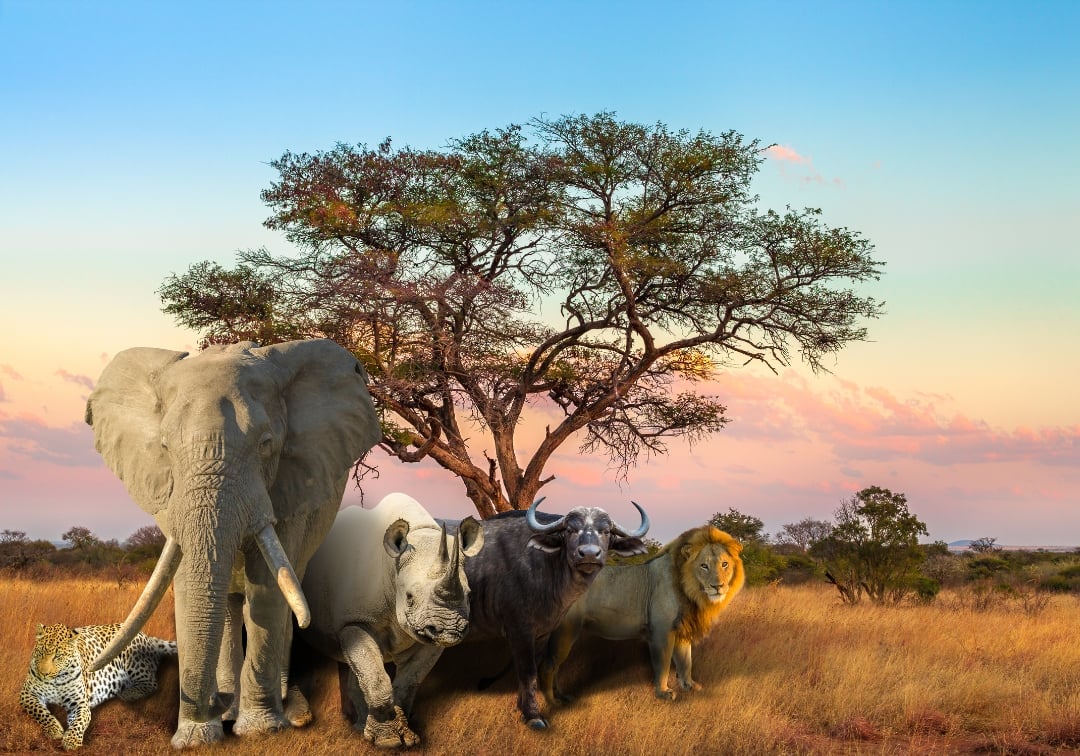 Unveiling the Majestic Big Five Game