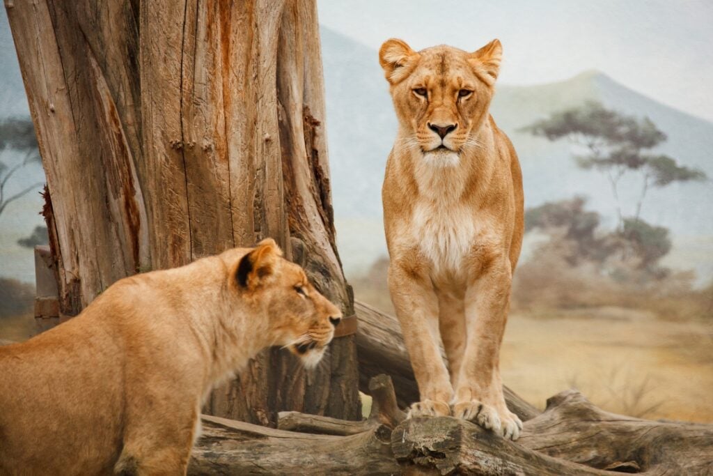 A lion standing and looking straight and another lion looking to the right