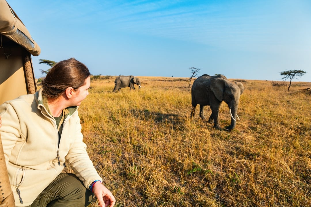 A person looking behind and elephants