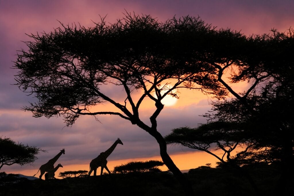 A silhouette of a tree and a giraffe