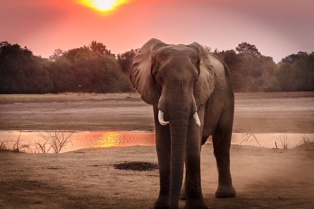 An elephant standing during sunset