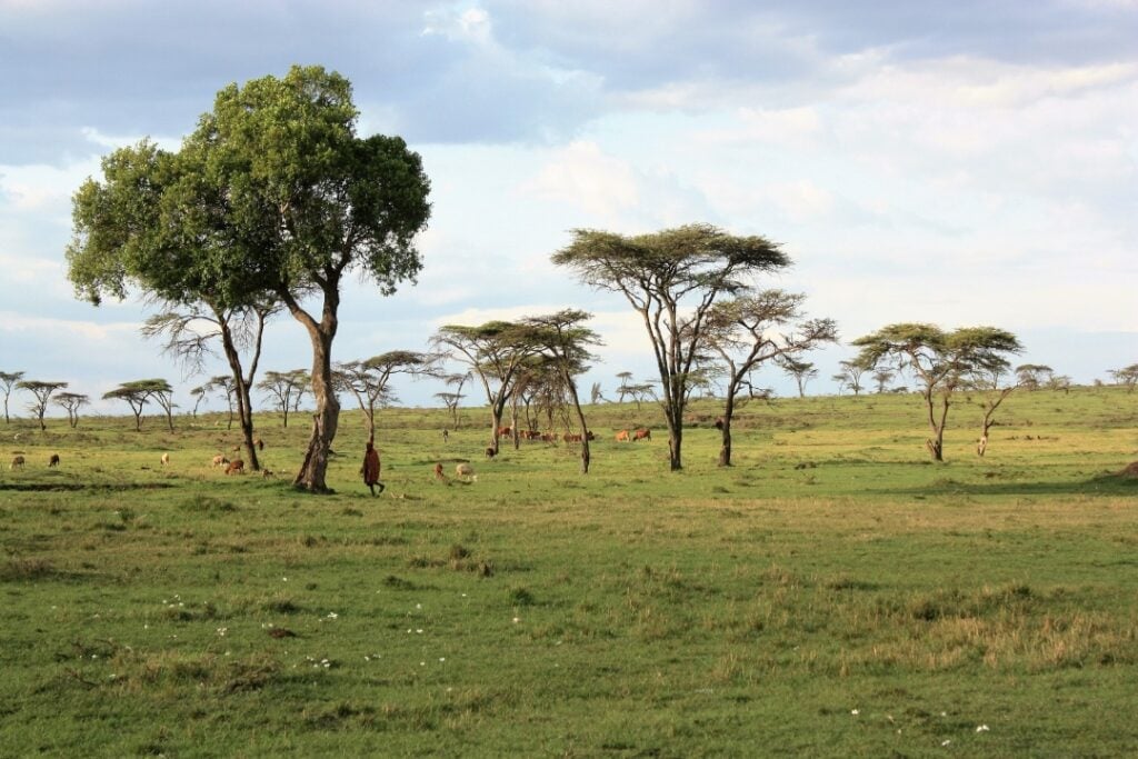 An open field and trees