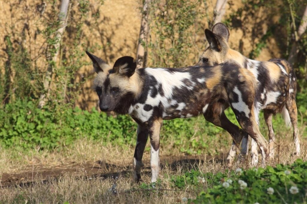 Two African wild dogs in grassy habitat.
