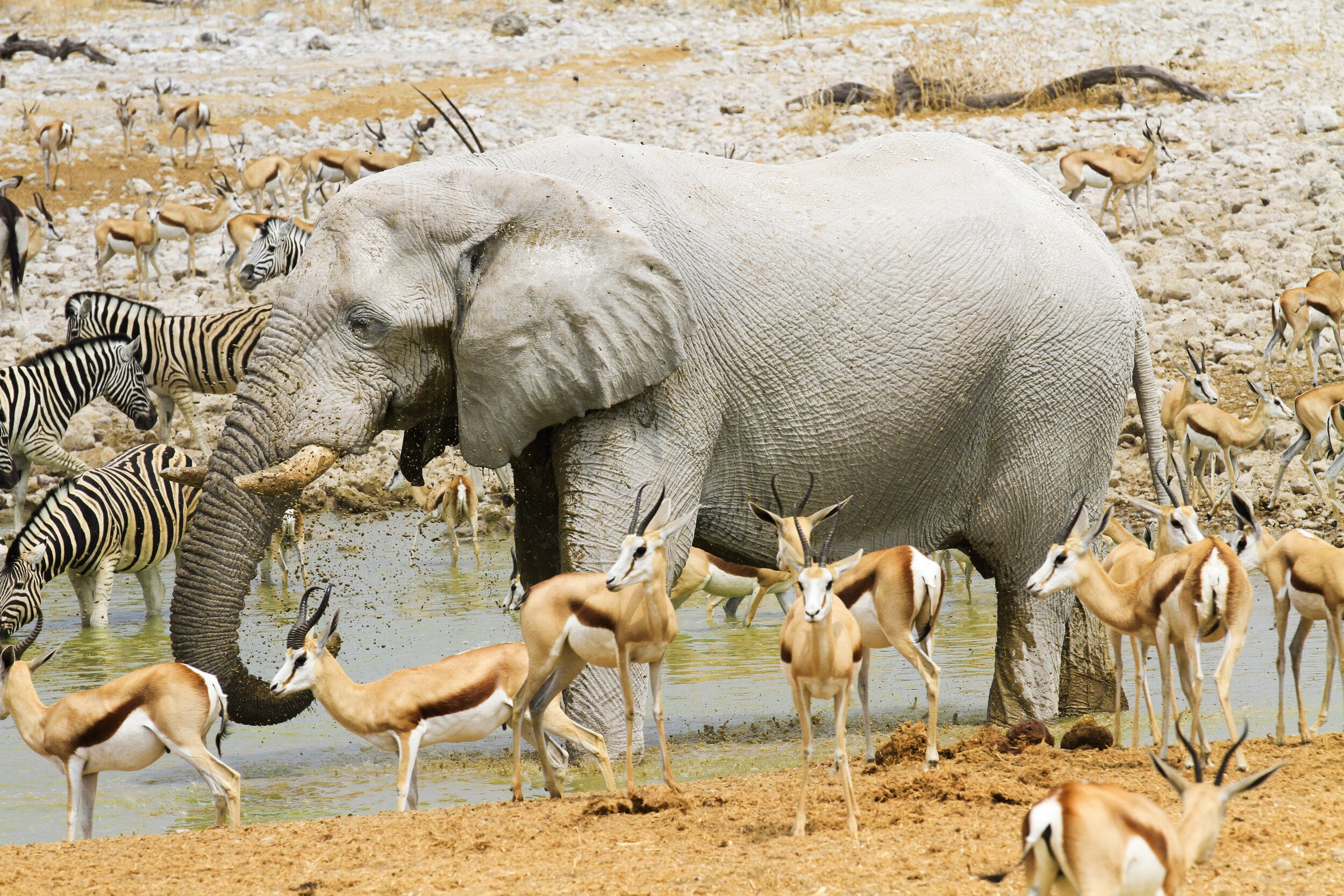 Elephant and antelopes near a watering hole.
