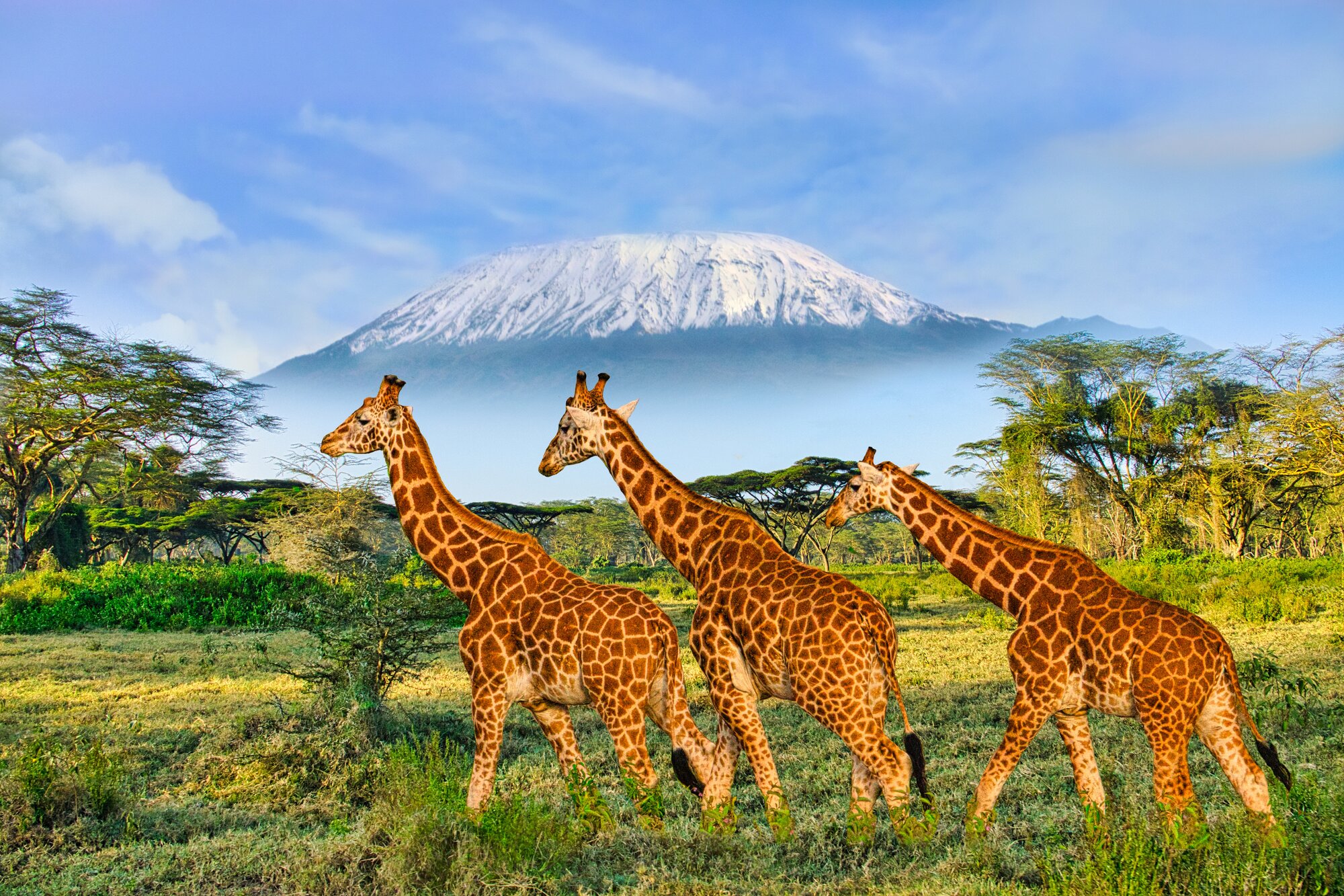Three giraffes walking in front of a mountain.