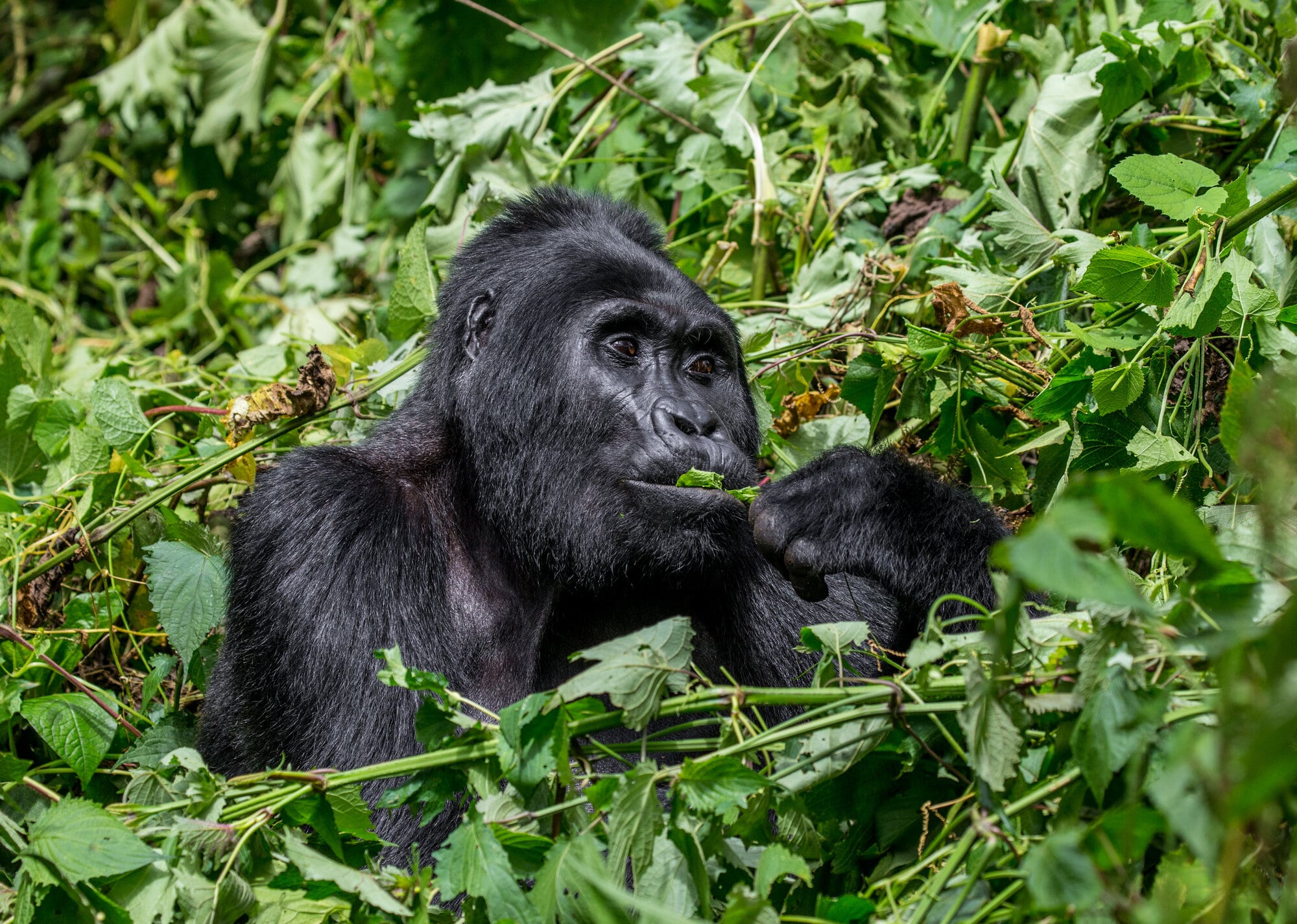 Gorilla eating leaves in lush greenery.
