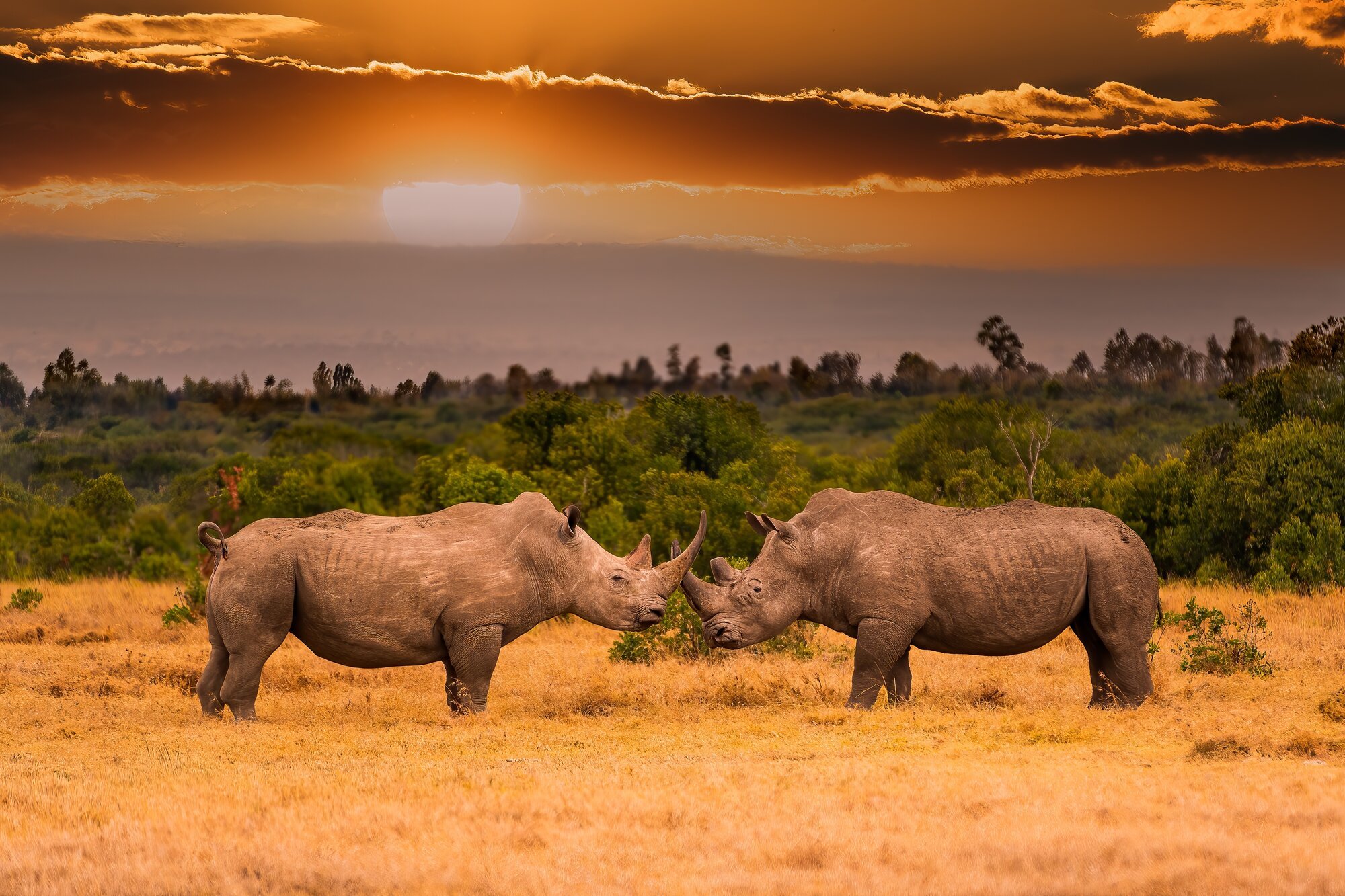 Two rhinoceroses facing each other at sunset.