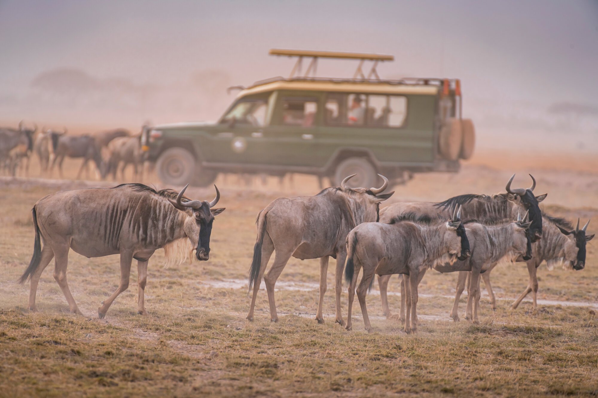 Wildebeests grazing near a safari vehicle.