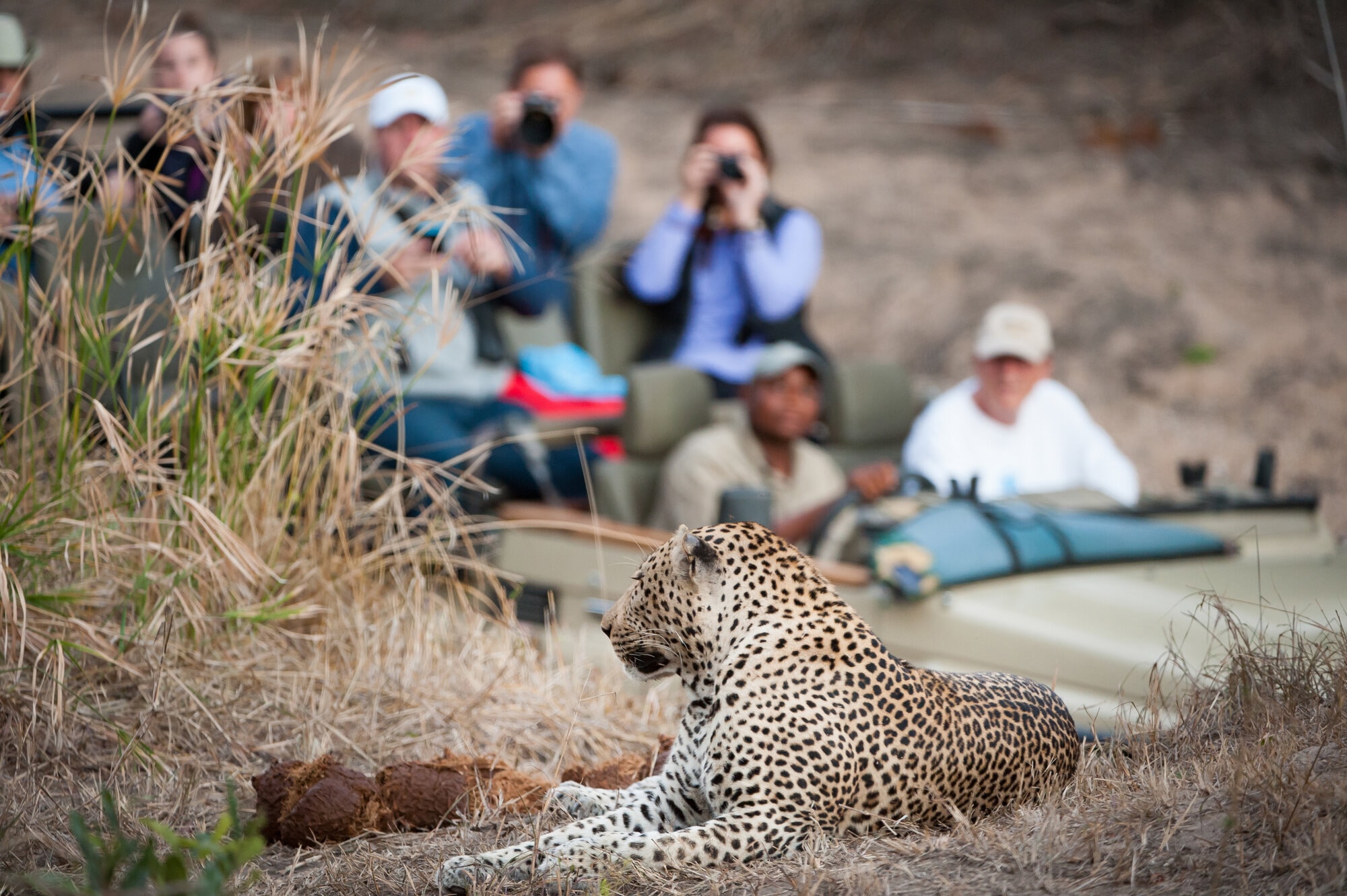 Leopard resting near wildlife photographers on safari.