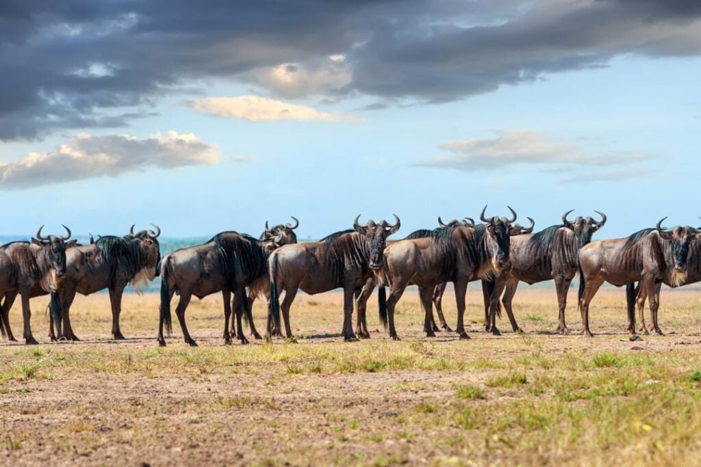 A herd of wildebeest on open grassland.