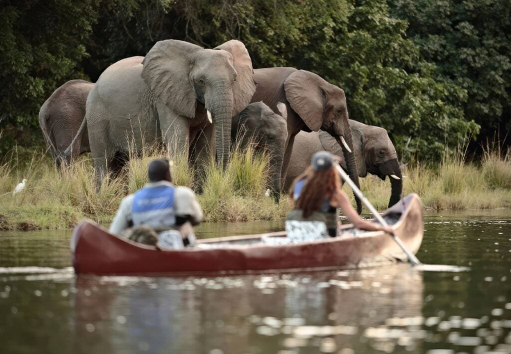 People canoeing near a herd of elephants.