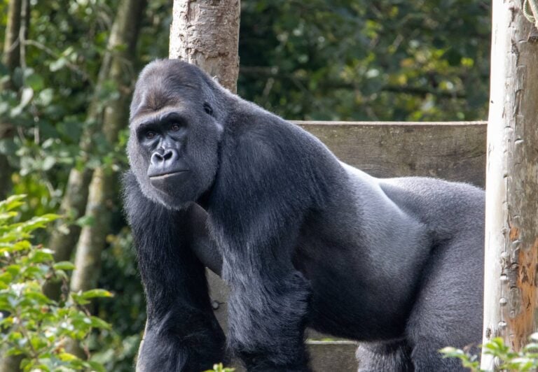 Gorilla resting and observing its surroundings.