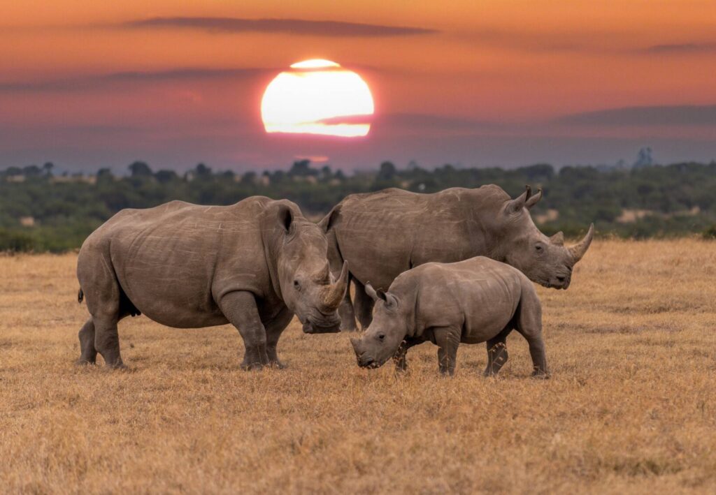 Three rhinos grazing at sunset in Africa.