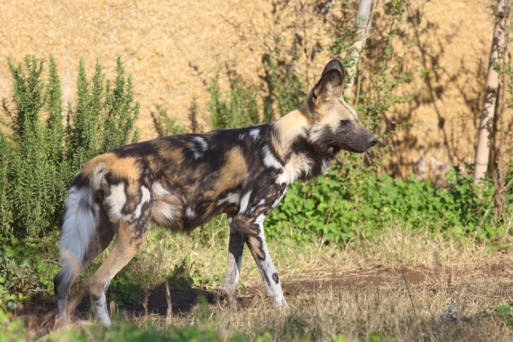 African wild dog standing in grassy area.