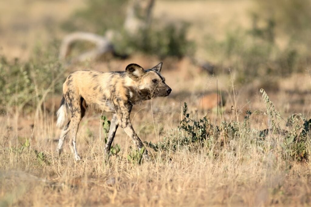 A wild dog walking through dry grassland.