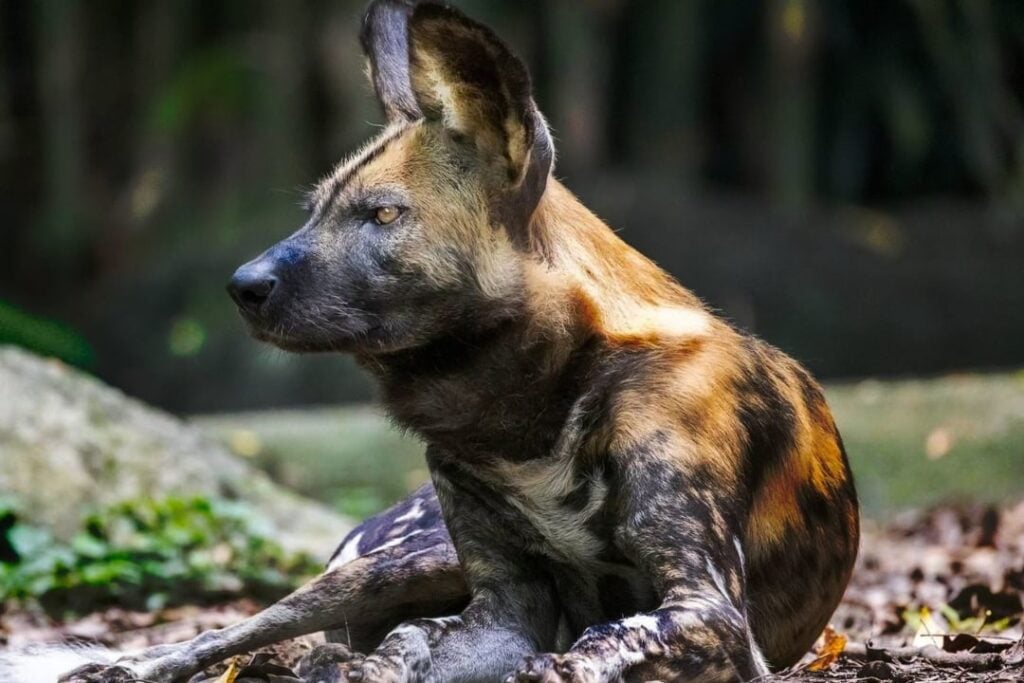 Close-up of a resting wild dog.