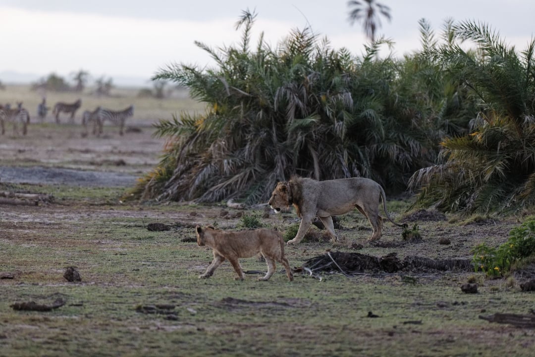 Amboseli National Park, Kenya