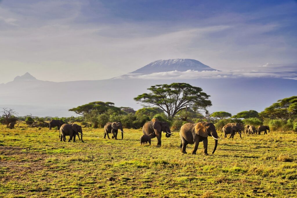 Choosing the Right African Safari Destination for Your Travel Goals